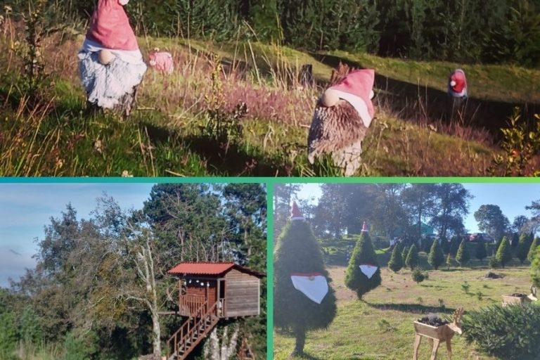 Finca Piedra del Sol, un rinconcito cerca del cielo donde puedes encontrar tu árbol de navidad natural